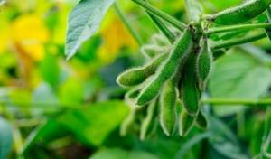 Real benefits and fictitious nonsense about GMOs: the most detailed article about soy