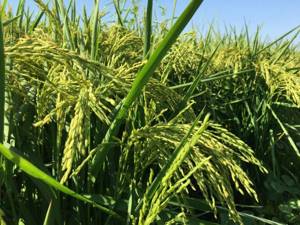 Rice at ripening stage