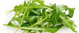 Arugula benefits and harms