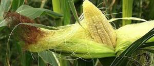 Corn silk on a stalk