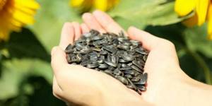 Sunflower seeds in the palms