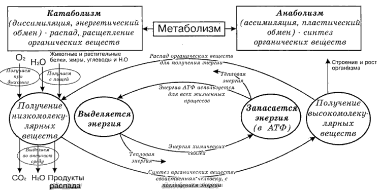 Схема метаболизма - обмен веществ и энергии в клетке