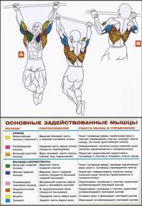 diagram of muscle work during pull-ups