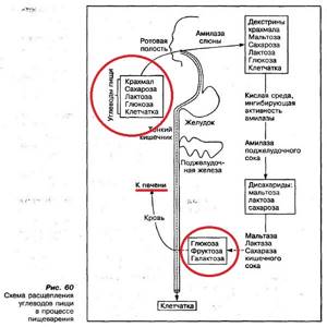 Carbohydrate breakdown scheme