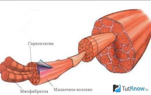 Схема строения мускульных волокон