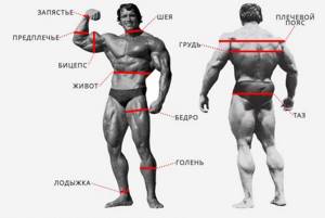 schwarzenegger anthropometry bodybuilding