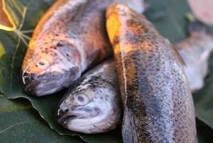 Salted trout: composition, benefits and harms, calorie content of salted trout