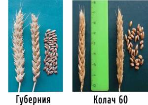 Winter soft wheat varieties