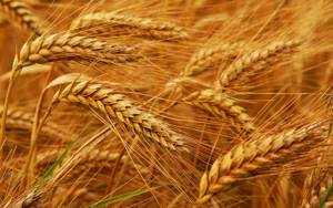 Сорта пшеницы отличаются друг от друга по внешнему виду.
