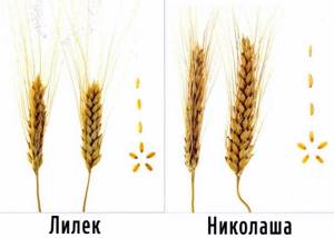 Durum spring wheat varieties Lilek and Nikolasha