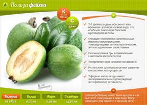 Composition and benefits of feijoa