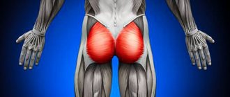 Средняя ягодичная мышца: важный элемент стабилизации таза в динамике
