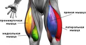 The structure of the quadriceps femoris muscle.