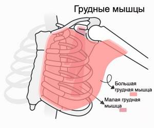 The structure of the chest