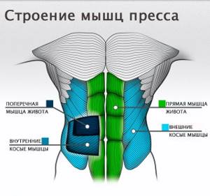 The structure of the abdominal muscles