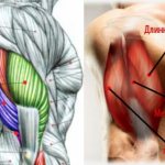 triceps structure