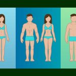 Существует три типа различного телосложения тела человека.