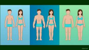 Существует три типа различного телосложения тела человека.