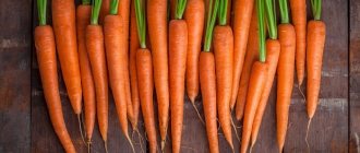 fresh washed carrots with tops