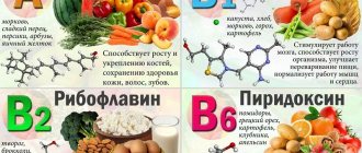 Properties and nature of the influence of vitamin B5 on the human body