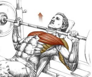 Technology for performing incline barbell presses