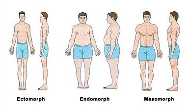 human body types anatomy