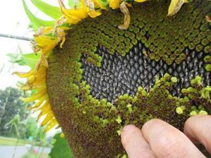 Do seeds make you fat?