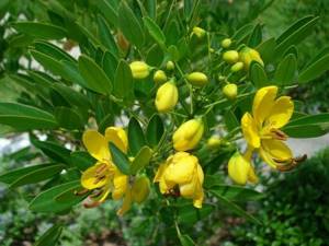 Senna herb for weight loss