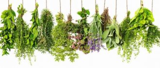 Травы для нормализации обмена веществ - рецепты из лекарственных трав