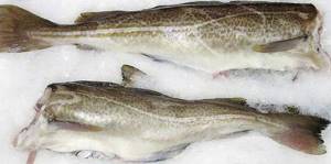Cod is ideal for pp cutlets