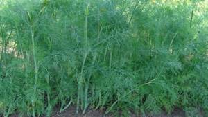 Is dill a vegetable or not: characteristics and description of the plant