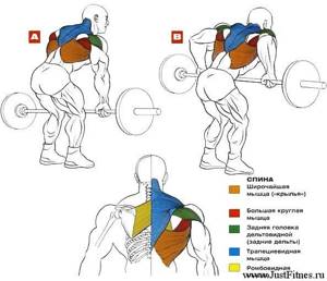 Bent over barbell exercises