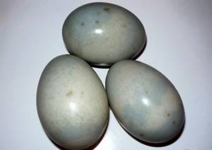 Duck eggs: benefits, calorie content
