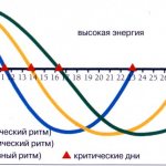 During the day, the intensity of work of all internal systems is not the same. Ideally, for each period of time there is increased activity in a specific department. That is why if a person is healthy, alert and active, then they say that his body works like a clock. 