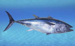 Tuna contains nicotinic acid, which promotes energy production in the cells of our body.