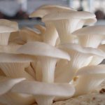 oyster mushrooms calorie content per 100 grams