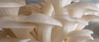 oyster mushrooms calorie content per 100 grams