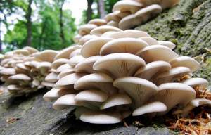 oyster mushrooms calorie content
