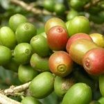 green coffee berries