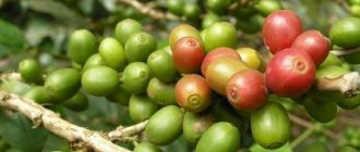 ягоды зеленого кофе