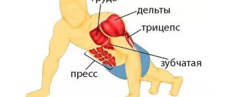 Muscle groups involved in push-ups