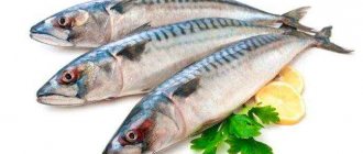 baked mackerel in the oven: benefits and harms