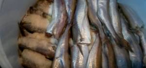 Salting blue whiting using the dry method