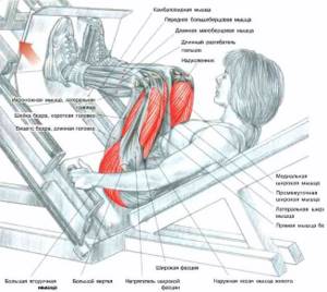 Leg press in the simulator muscles involved
